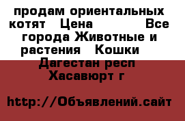 продам ориентальных котят › Цена ­ 5 000 - Все города Животные и растения » Кошки   . Дагестан респ.,Хасавюрт г.